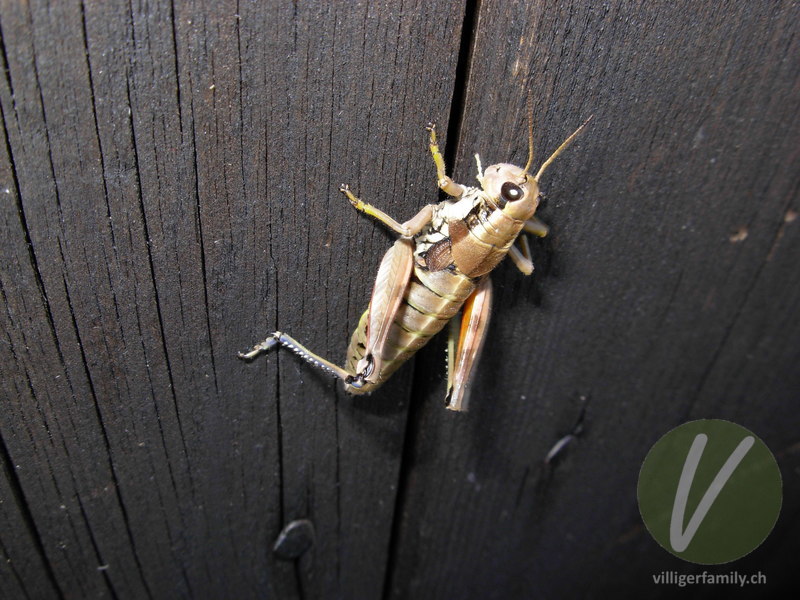 Gewöhnliche Gebirgsschrecke: Übersicht